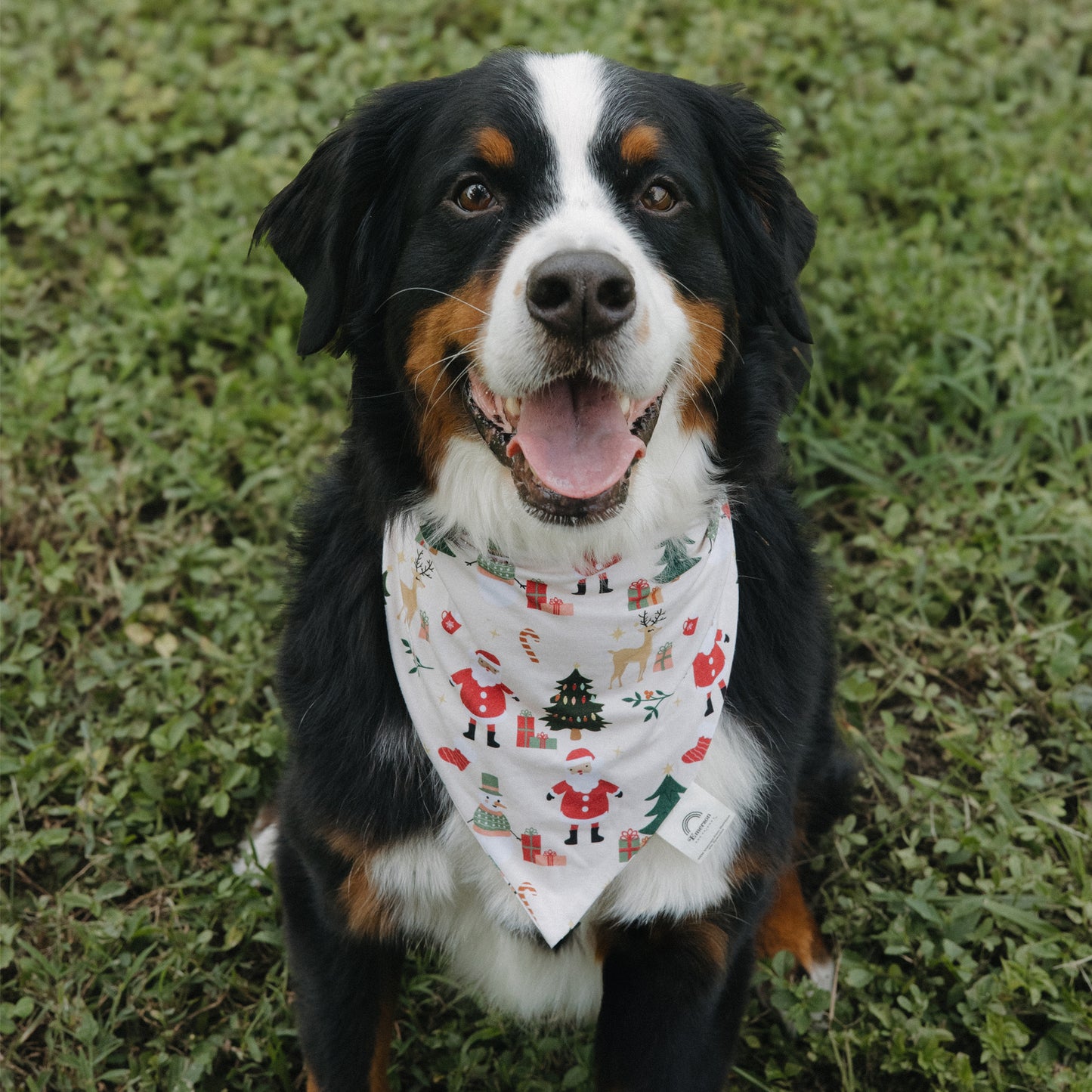 Dog wearing Cozy Christmas bamboo pet bandana outdoors, showcasing soft breathable fabric and festive holiday print.