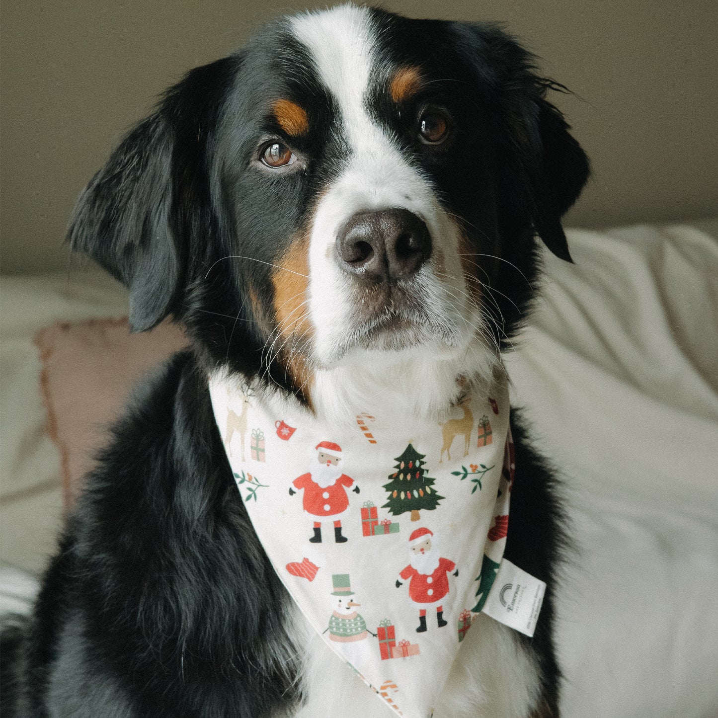Dog poses in Cozy Christmas bamboo pet bandana, perfect for matching family holiday pajamas and festive photos.