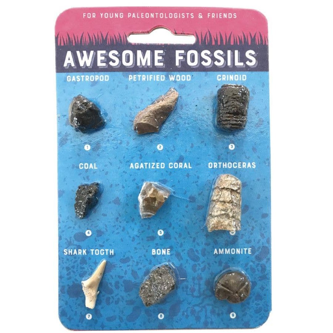 pack of 9 awesome fossils