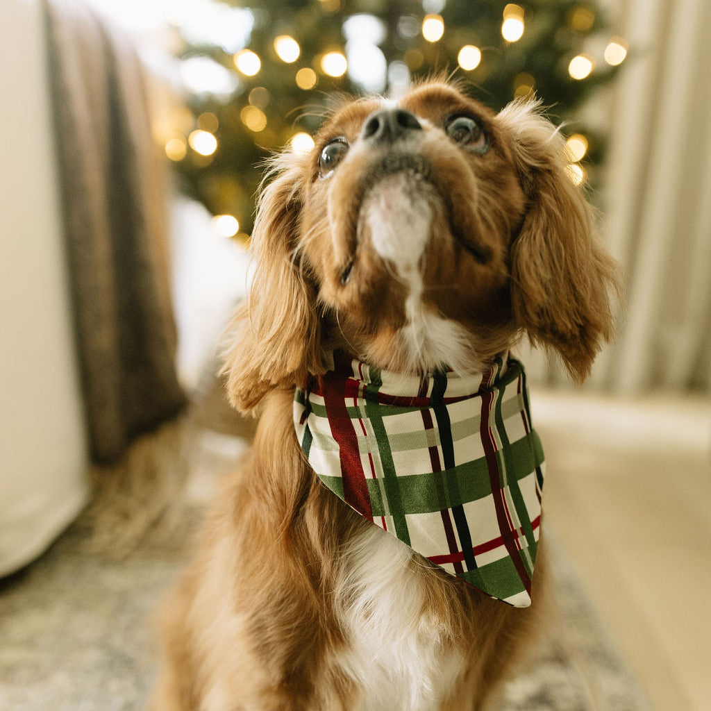 Brown dog wearing a Holiday Plaid Bamboo Pet Bandana while sitting in front of a Christmas tree.