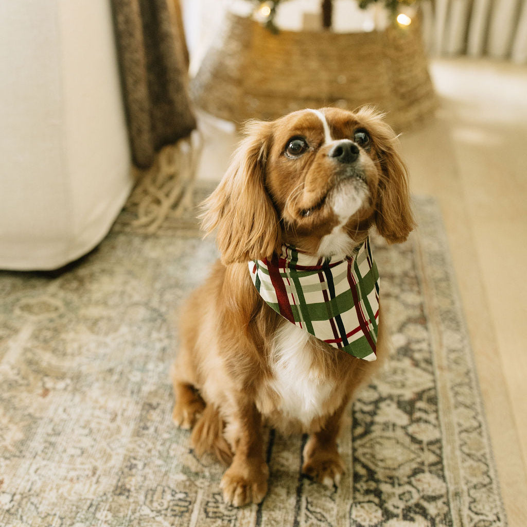 Brown dog modeling a Holiday Plaid Bamboo Pet Bandana indoors with a decorated Christmas tree in the background.
