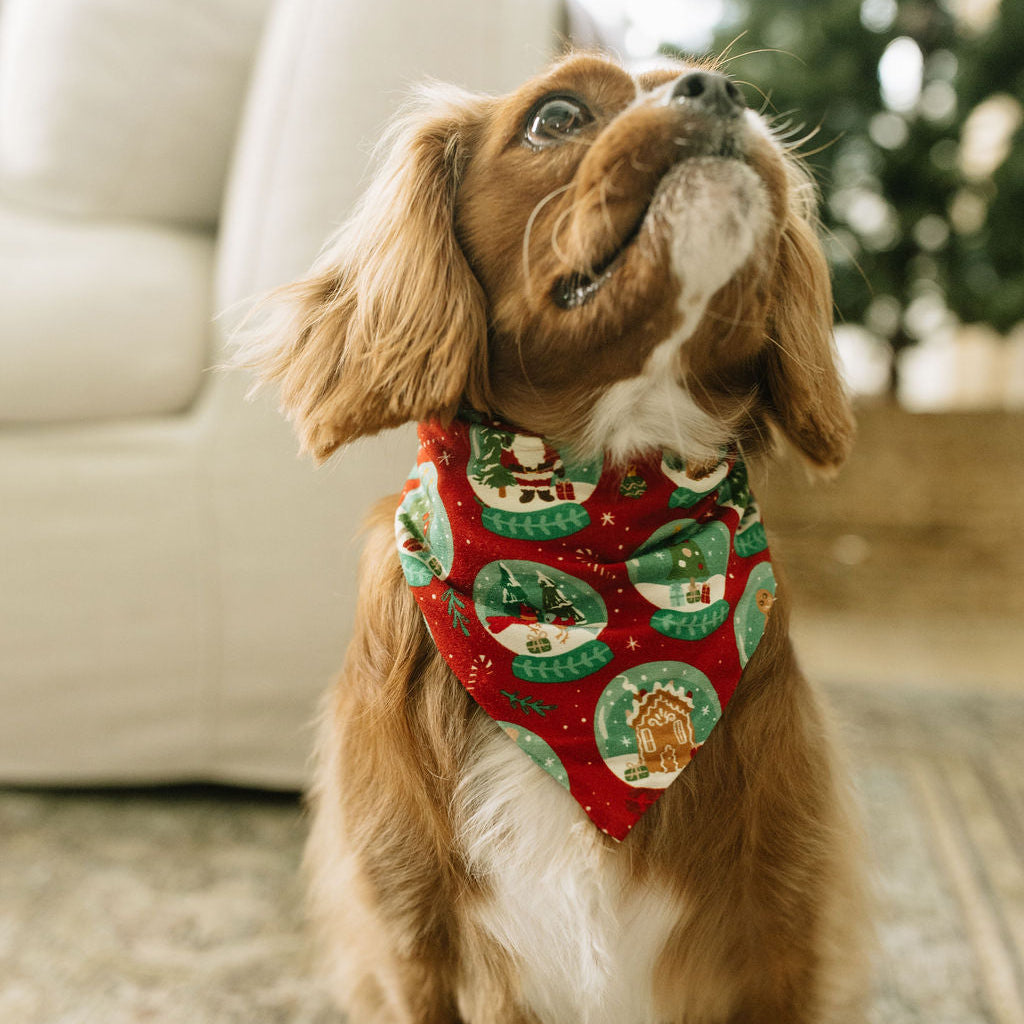 dog wearing pet bandana